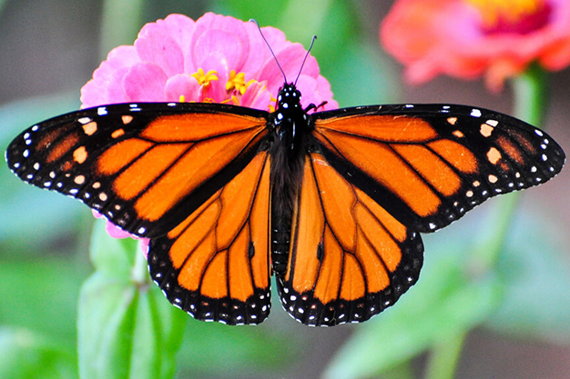 Masaje Metamorfico Mariposa monarca